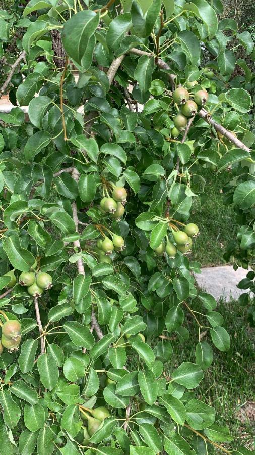 Tenuta Sidore Cursi 外观 照片