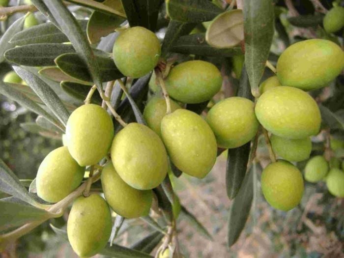 Tenuta Sidore Cursi 外观 照片