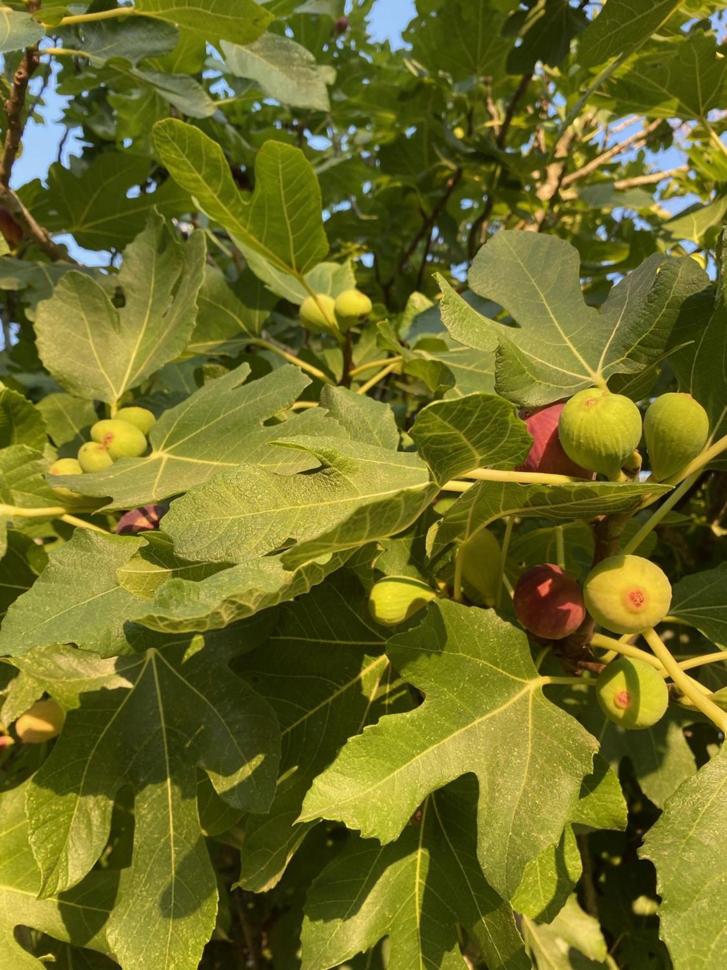 Tenuta Sidore Cursi 外观 照片